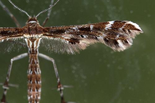 Oxyptilus parvidactyla
